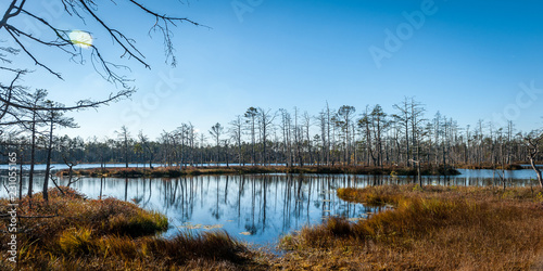 The boggy lake in the wood. Reflection of trees. Sunny autumn day. Cenas swampland (Cenas tirelis), Latvia. Bog boardwalk is a popular tourist destination. Panoramic view. photo