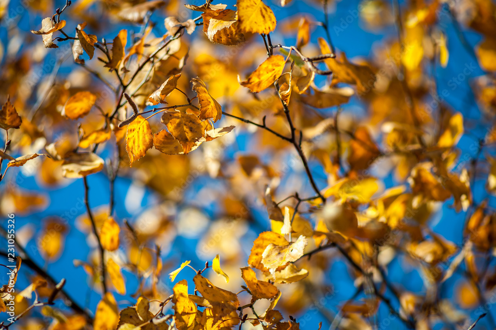 Yellow leaves on tree branch in fall autumn. Yellow birch leaves in sunshine. Natural background. Soft focus. Yellow leaves on tree branch in fall autumn. Yellow birch leaves in sunshine. Natural background. Soft focus.