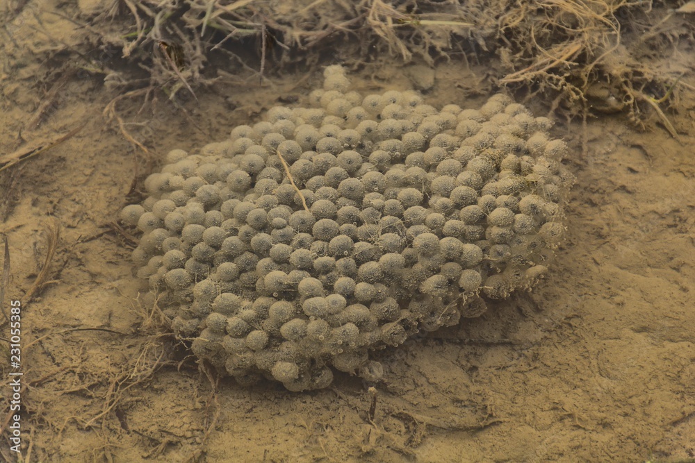 Foto de Underwater photo of frog spawn. Frog eggs in the shallow water