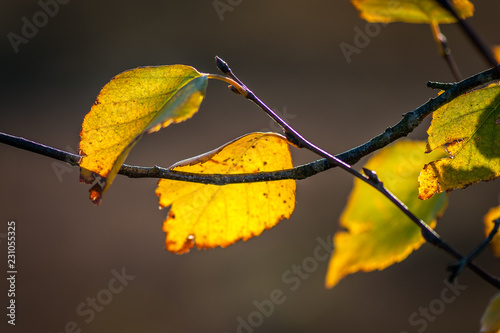 Yellow leaves on tree branch in fall autumn. Yellow birch leaves in sunshine. Natural background. Soft focus. Close-up. Copy space.