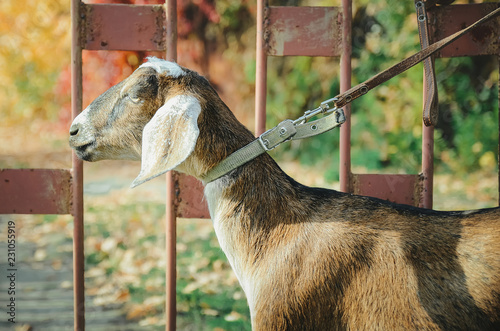 Young Nubian goat with long ears.