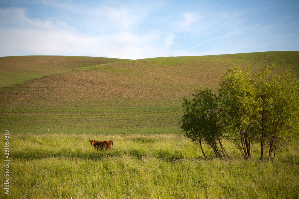 Obraz premium tree in the field