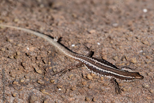 Close-up of common wall lizard basking on stone