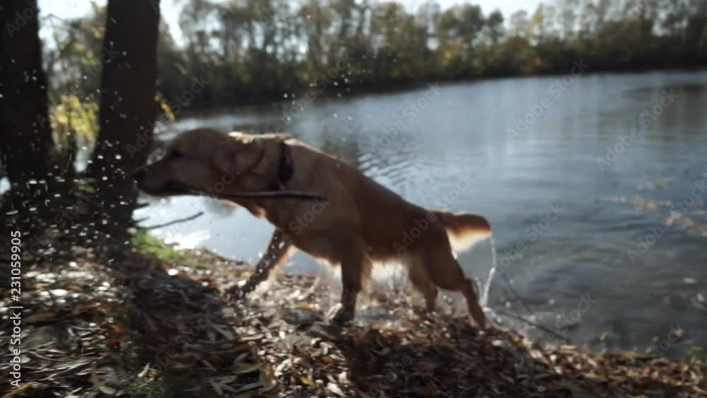 Cute red dog carries a stick in its jaw. Cute red dog carries a stick in its jaw.