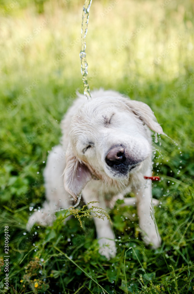Fototapeta premium funny dog