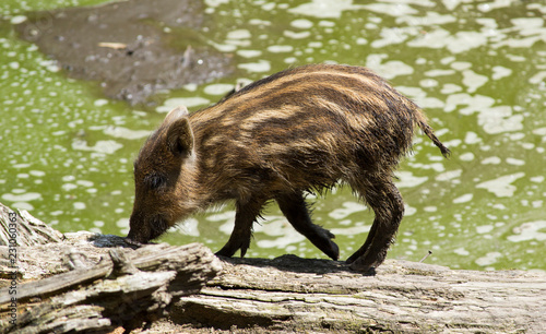Wildschwein