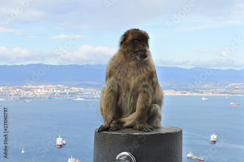 Monkey in Gibraltar 