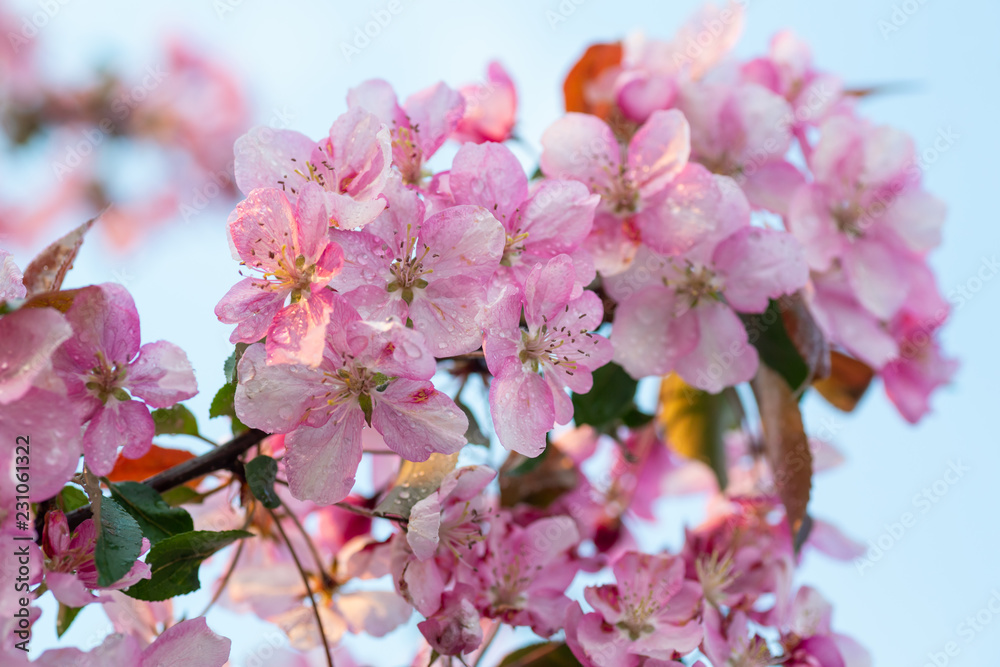 Spring sakura blossom flower twig