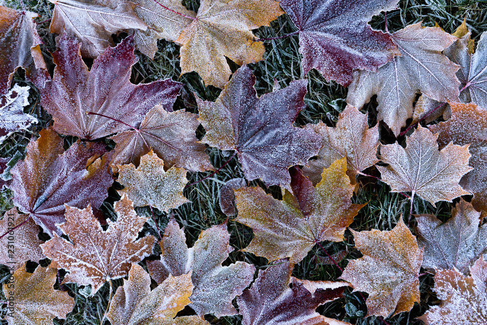 Late autumn. Frost on fallen leaves. Texture of maple leaves covered with ice and frost. Autumn background