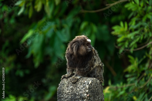 Small monkey - marmoset against a green background of leaves.