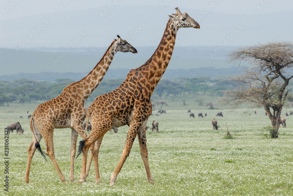Obraz premium Masai giraffes (Giraffa tippelskirchi), Serengeti, Tanzania