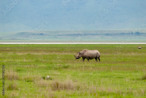 Black rhinoceros  Diceros bicornis  in Ngorongoro Conservation Area  Tanzania