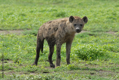 Spotted hyena in Serengeti National Park, Tanzania