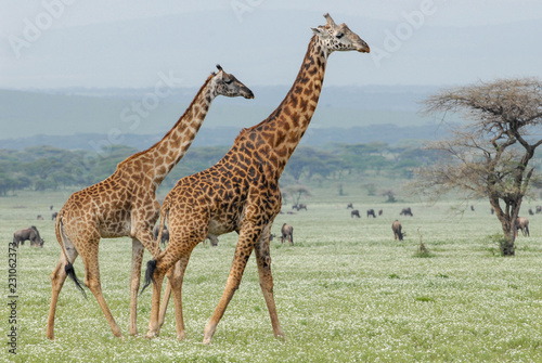 Masai giraffes (Giraffa tippelskirchi), Serengeti, Tanzania