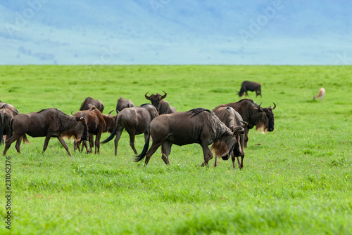 Fototapeta Naklejka Na Ścianę i Meble -  Blue Wildebeests (Connochaetes taurinus) grazing in Ngorongoro crater, Tanazania