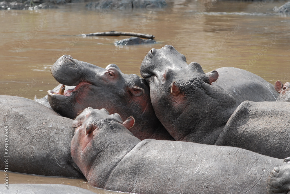 Group of hippos in a river in Serengeti National Park, Tanzania Group of hippos in a river in Serengeti National Park, Tanzania