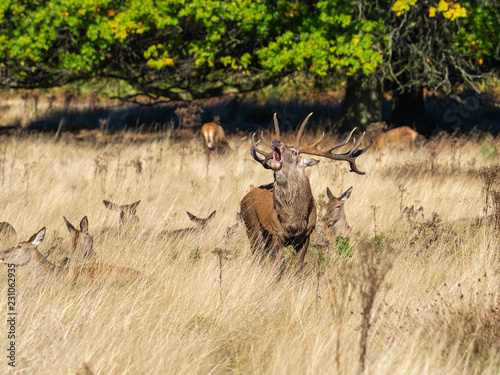 Fototapeta Naklejka Na Ścianę i Meble -  Red Deer Stag Bellowing with Hinds