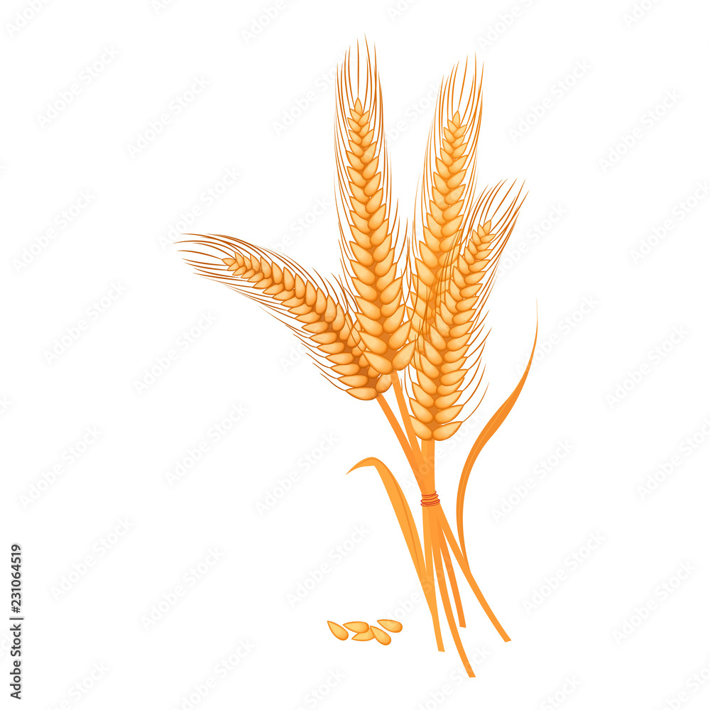 Ripe golden wheat grains of which produce bread. Ripe golden wheat grains of which produce bread.