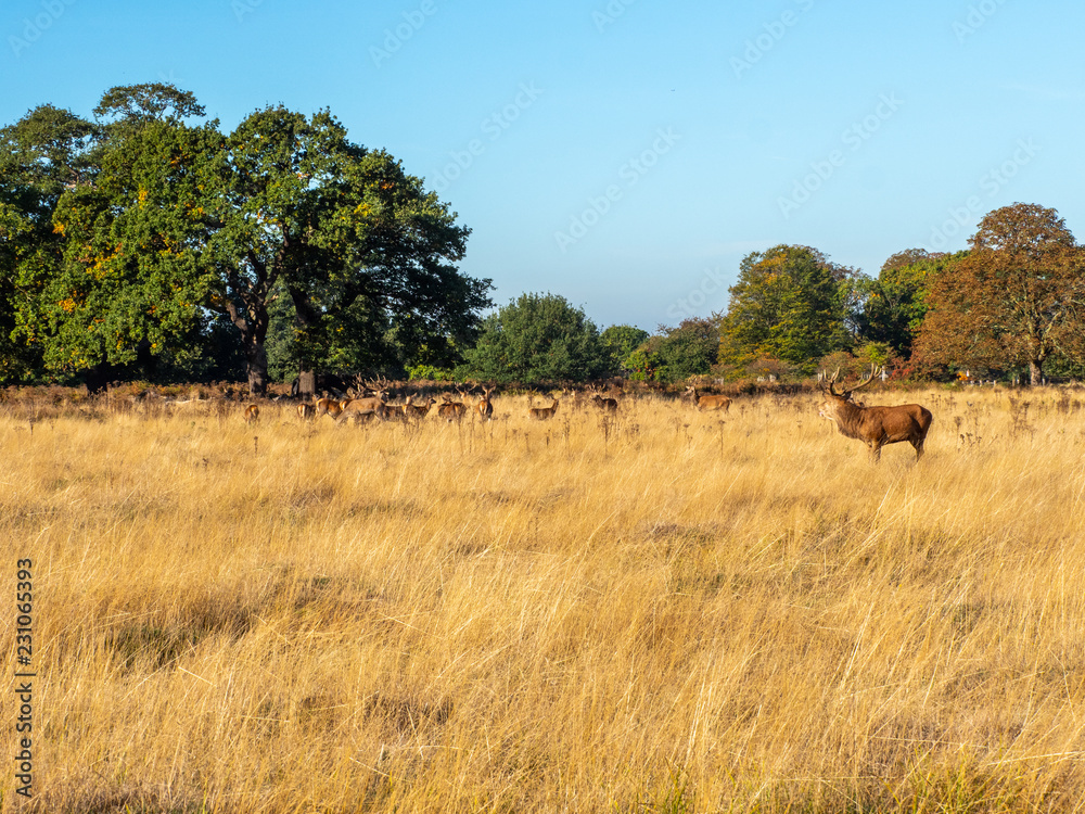 Red Deer Stag and Hinds in morning light