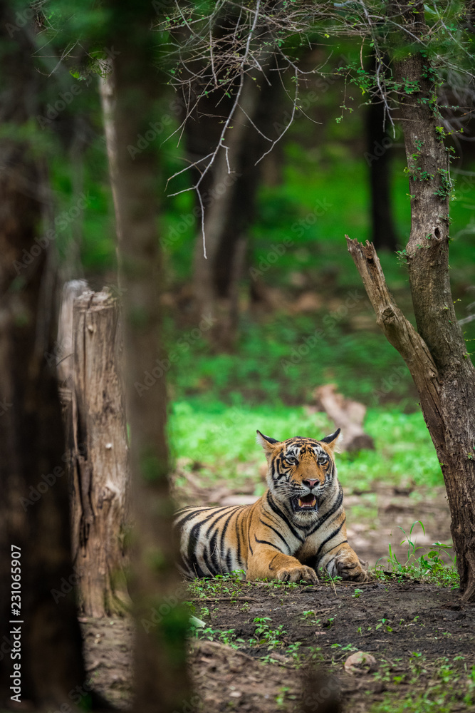 Fototapeta premium A male tiger cub relaxing in nature at ranthambore tiger reserve, India