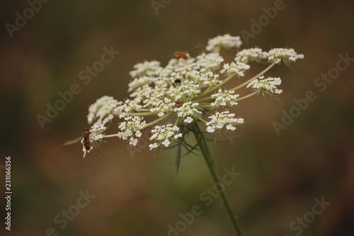 Queen Anne's Lace Flower