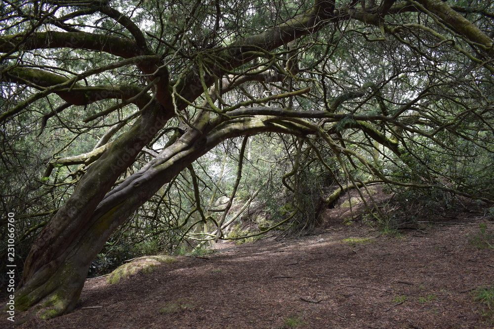 Fototapeta premium Bosque tenebroso