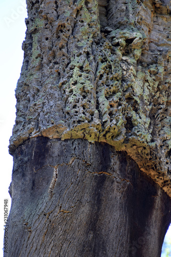 peeled cork oaks in italy, harvested trunk of a quercus suber tree in north sardinia in autumn photo