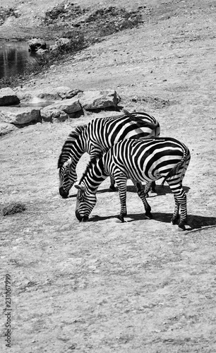 zebras in jerusalem zoo