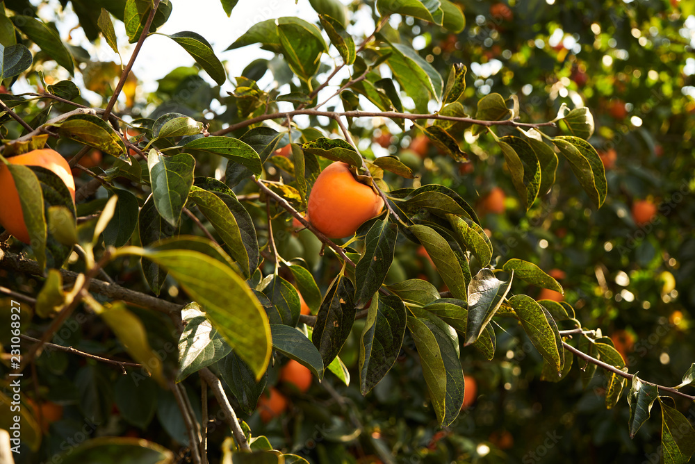 Fresh Persimmons fruit on persimmon tree, close-up, outdoors. Agriculture and harvesting concept