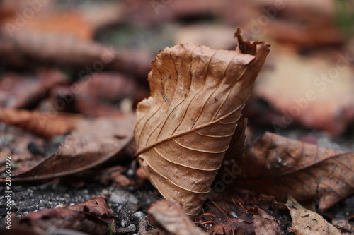 otoño