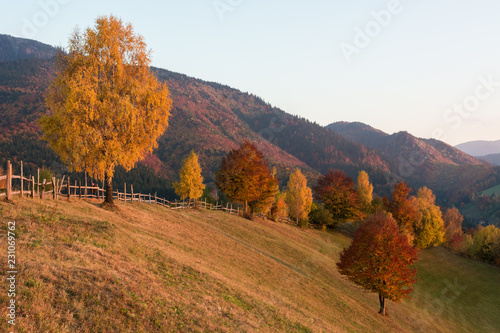 Colorful Trees and Mountains Creating a Beautiful Autumn Landscape