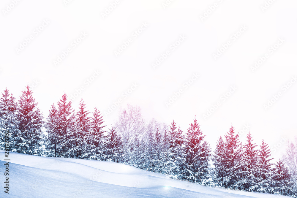 Obraz premium Frozen winter forest with snow covered trees.