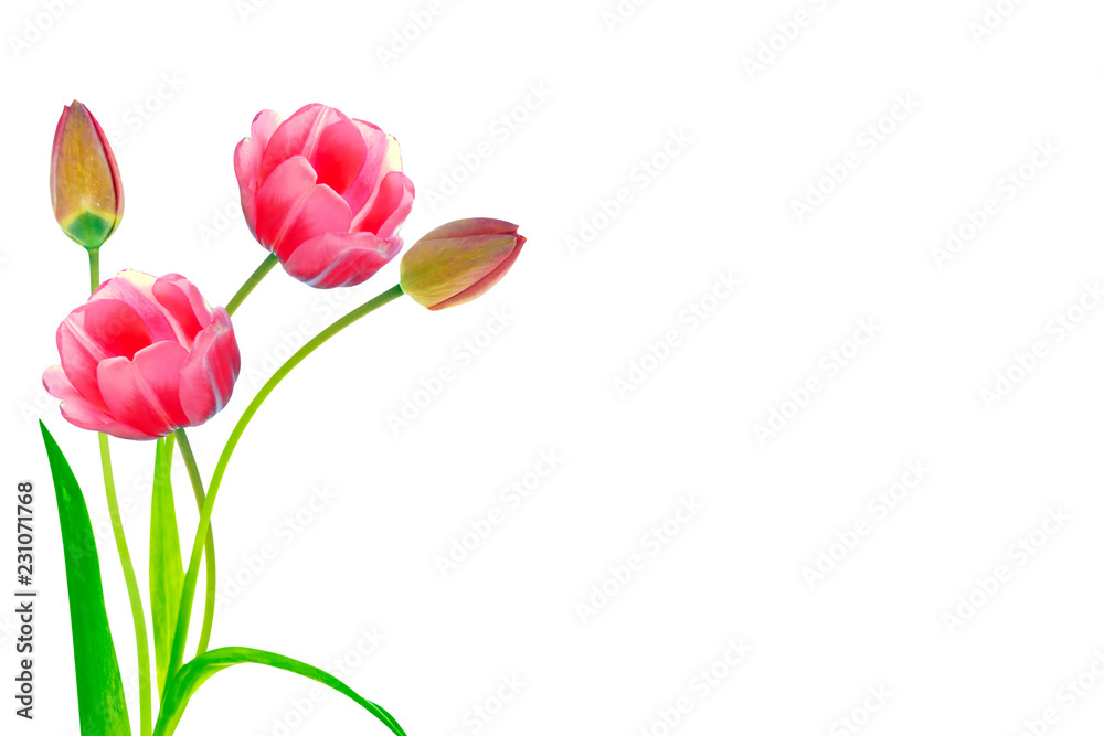 spring flowers tulips spring flowers tulips