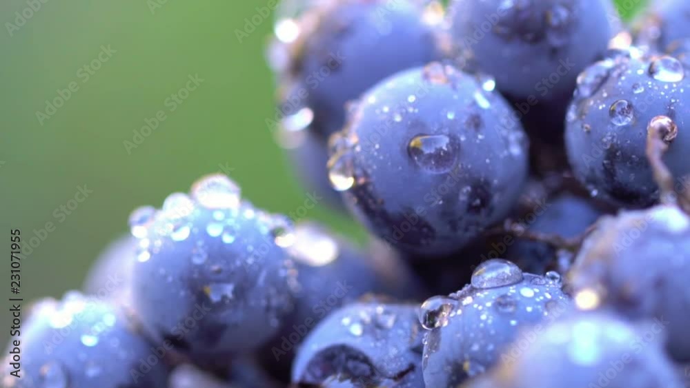 Grapes. Dark grapes for production of wine. 120 fps. Macro shooting.