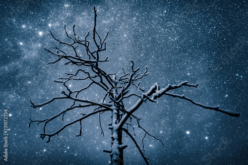 A snow covered tree underneath the stars at night photo