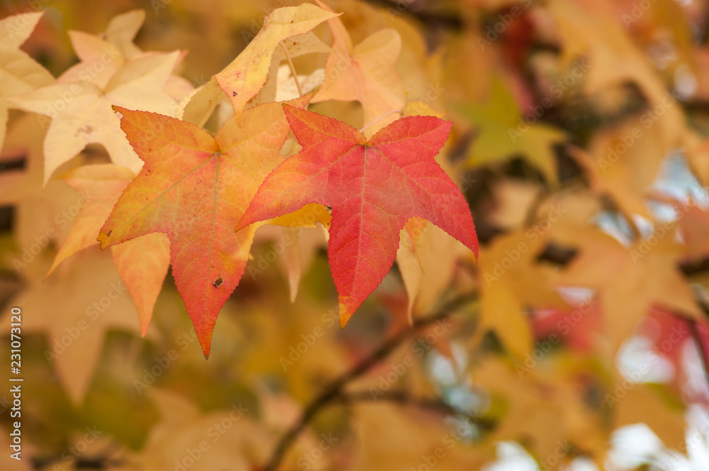 closeup of autumnal maple leaves in a public garden closeup of autumnal maple leaves in a public garden