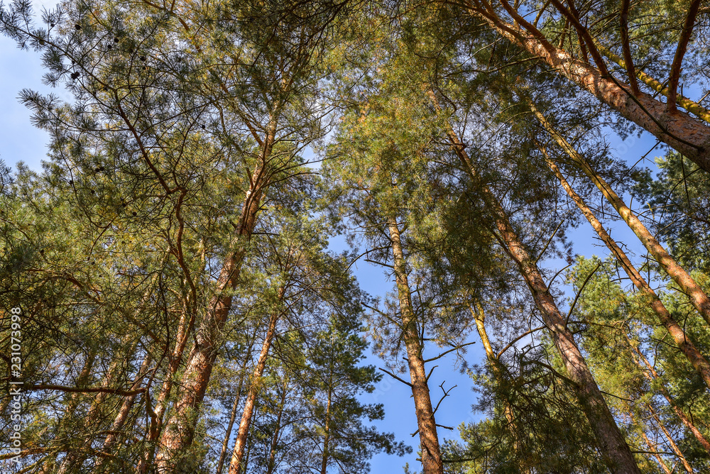 Looking up to Forest - Green Tree branches Looking up to Forest - Green Tree branches