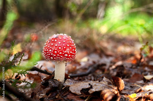 Beautiful red fly agaric mushroom or toadstool between autumn leaves.