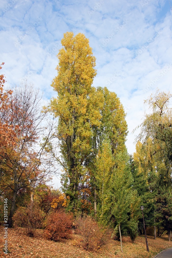Autumn trees in the park. Autumn season. Beautiful autumn colors.