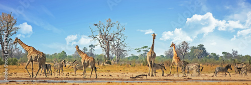 Typical African Vista with zebra and giraffe around a waterhole with a natural bushveld background. Hwange National Park, Zimbabwe. Heat Haze is visible photo