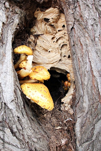 Wild yellow mushrooms in a tree hollow and a wasp nest 