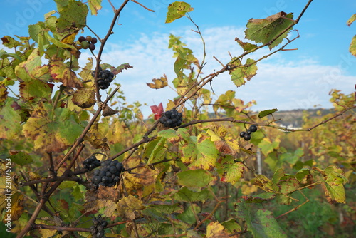 Vosne-Romanee,France-October 15, 2018: Vineyard in Vosne-Romanee, Cote de Nuits, Bourgogne, France, in Autumn photo