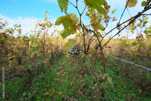 Vosne-Romanee,France-October 15, 2018: Vineyard in Vosne-Romanee, Cote de Nuits, Bourgogne, France, in Autumn photo