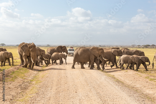 Canvas Print Tourists in safari jeeps watching and taking photos of big hird of wild elephants crossing dirt roadi in Amboseli national park, Kenya