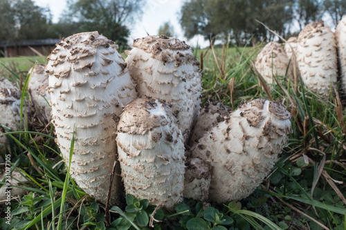 Nahaufnahme junger Schöpftintlinge photo