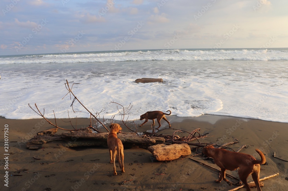 beach in costa rica with dogs beach in costa rica with dogs