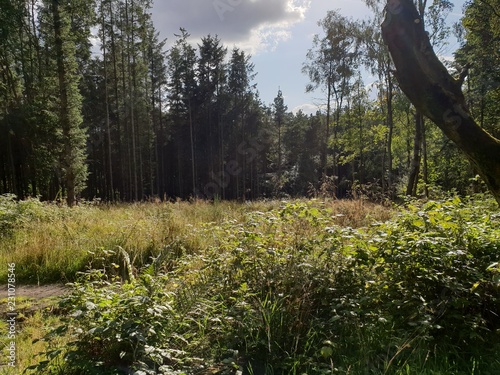 Sun in the clearing (Templeton woods)