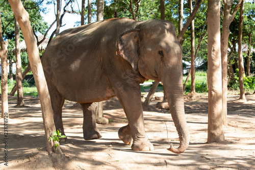 Elephant between trees walking