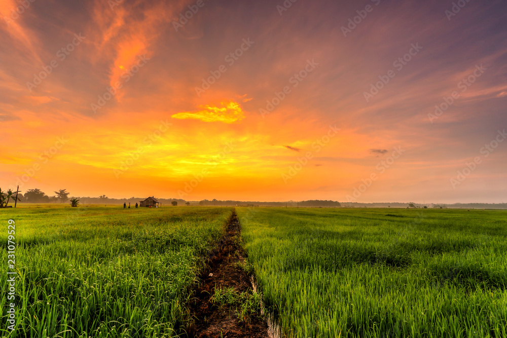 A Beuatiful Picture Of Beautiful view of rice paddy field during sunrise in Malaysia.