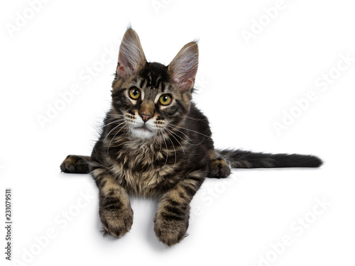 Handsome dark black tabby Maine Coon cat kitten laying down with paws over edge looking straight ahead at camera. Isolated on a white background. © Nynke